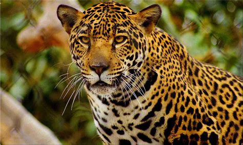 todo sobre los jaguares